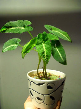 照料