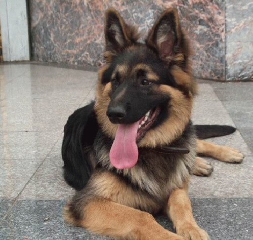 狼狗