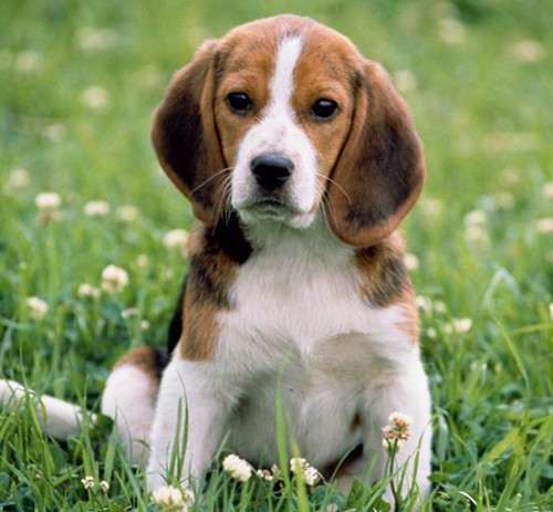 养犬 养狗