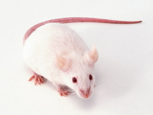 死老鼠 死耗子