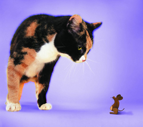 猫捉老鼠