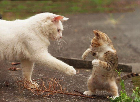 猫