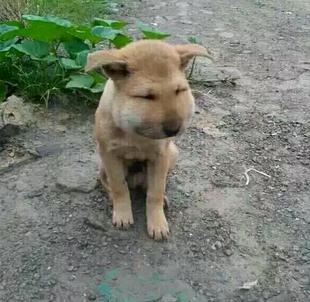 被蜜蜂蛰