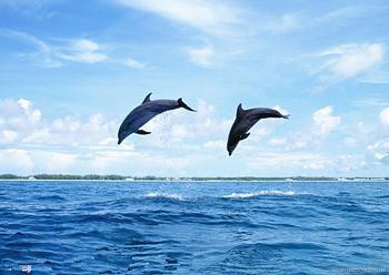 海洋 大海