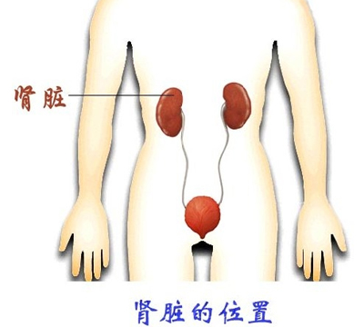 肾脏 肾