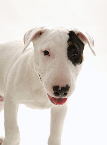 牛头犬