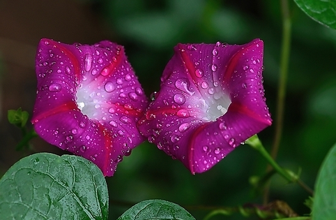 牵牛花是什么意思