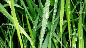露水