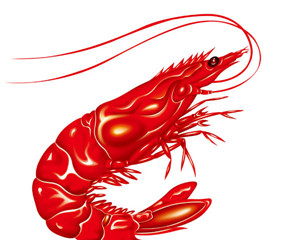 抓虾 捉虾