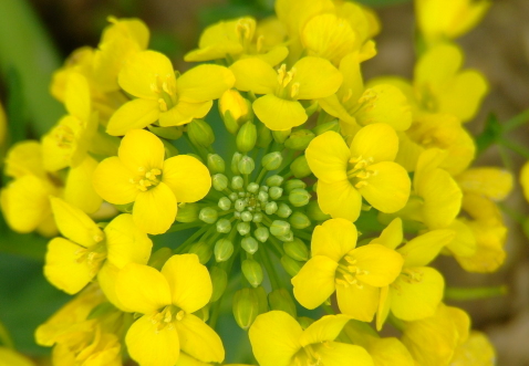 孕妇油菜花