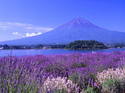 一片花海