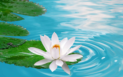 莲花