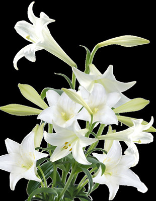 百合花