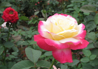 月季花