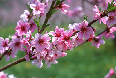 梅花
