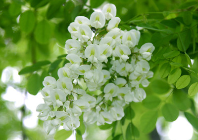 槐花