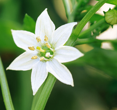 白花