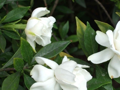 栀子花