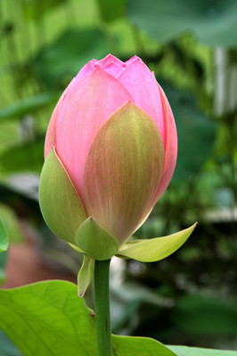花蕾