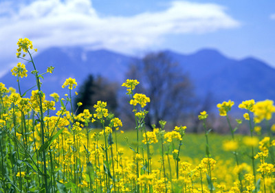 油菜花