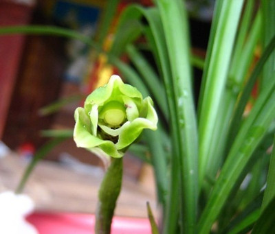 兰花发芽