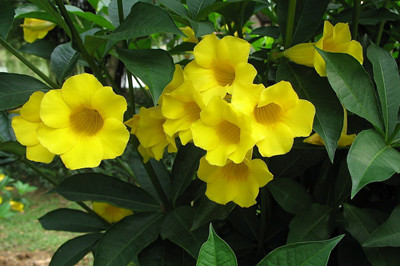 茶花开