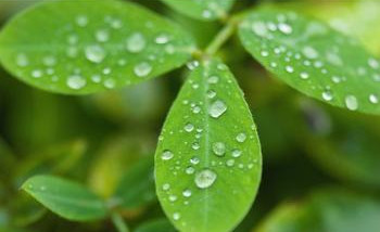 雨
