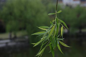 靛青