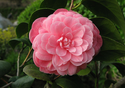 山茶花