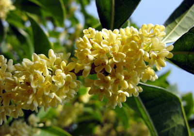 桂花