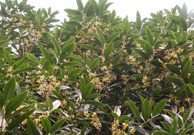 桂花 月桂花
