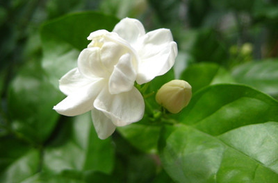 茉莉 茉莉花
