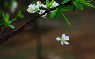 花落