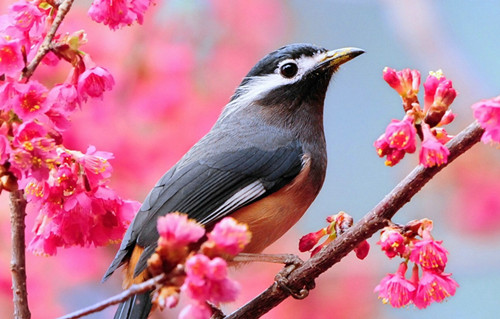 画眉