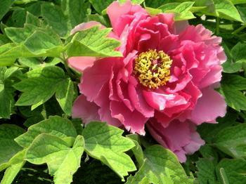 花开