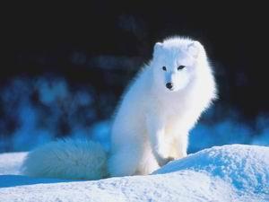 白狐狸