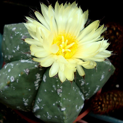 开花