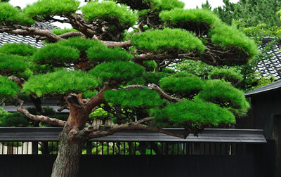 松树
