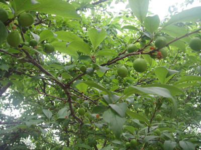李树 李子树
