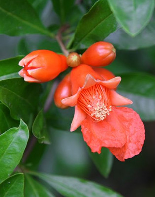 石榴树开花