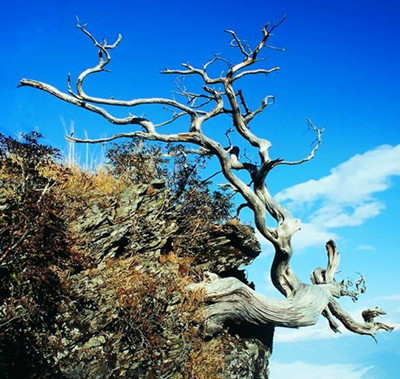 树干残枝