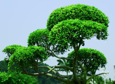 常青树