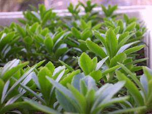吃野菜