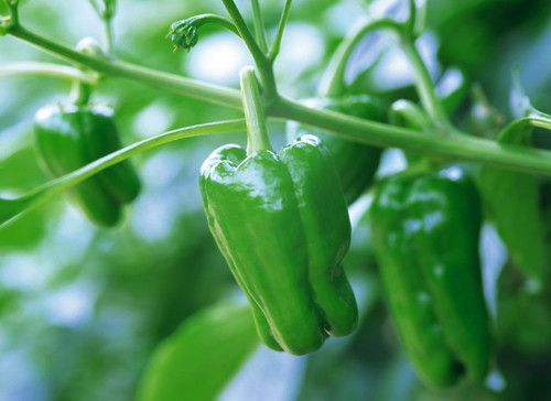 青椒 菜椒