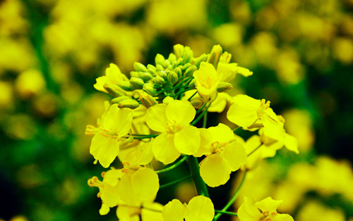 油菜
