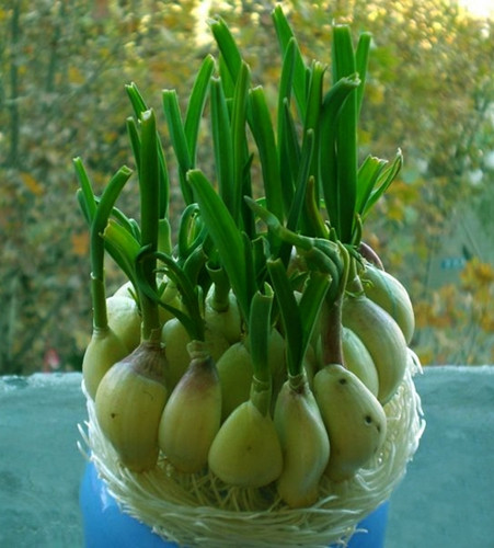 蒜苗