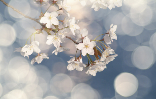 孕妇樱花