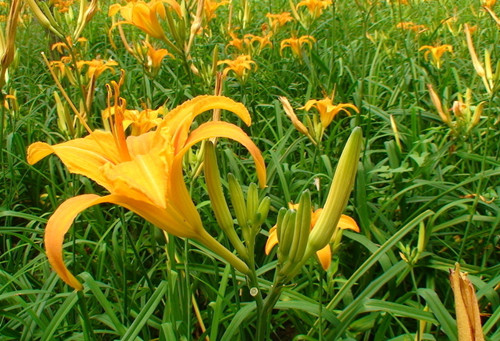 黄花菜