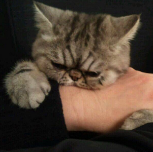 孕妇猫咬自己