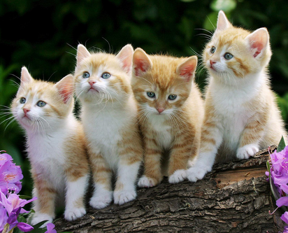 许多小猫